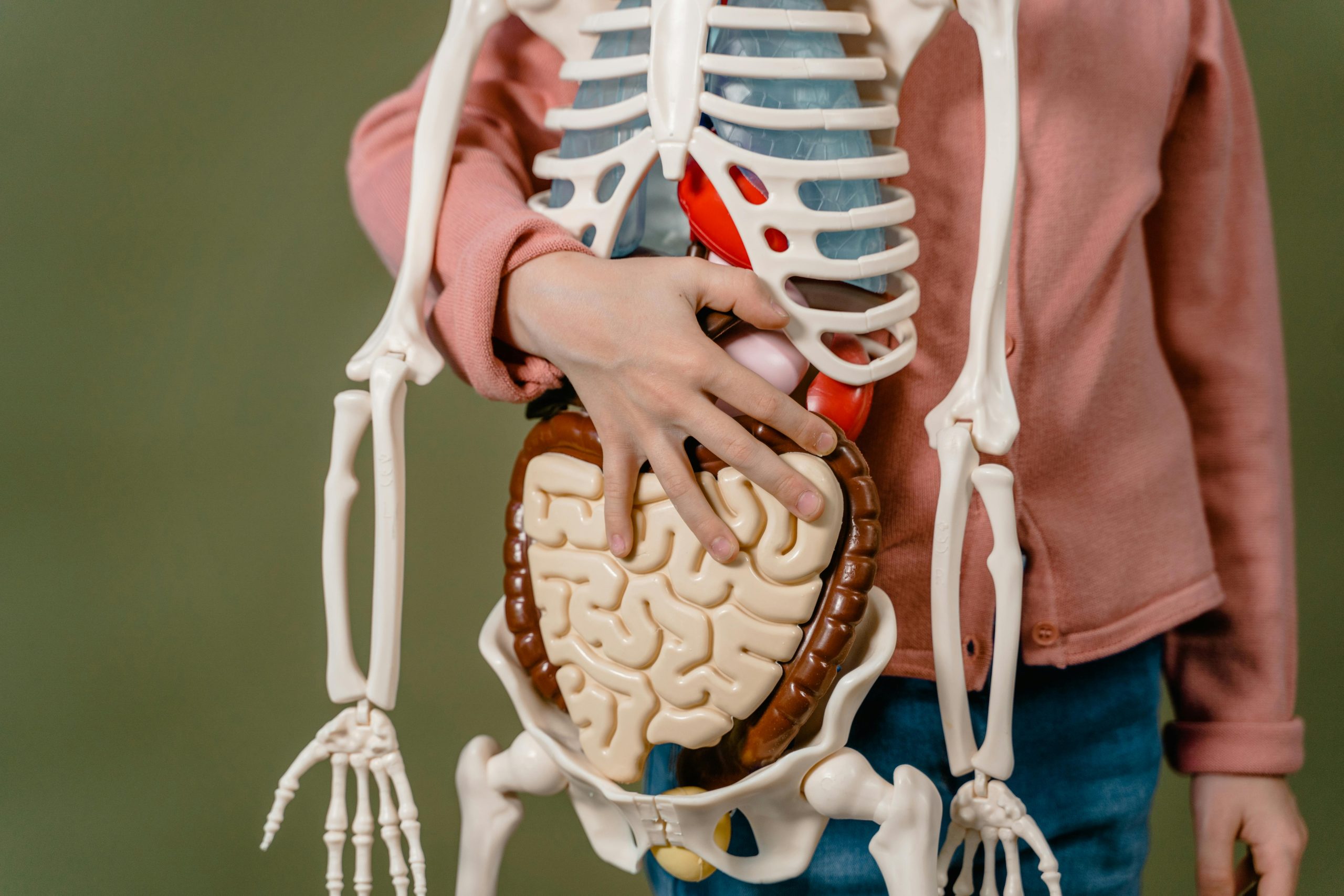 Child learning anatomy with human body skeleton model and organs