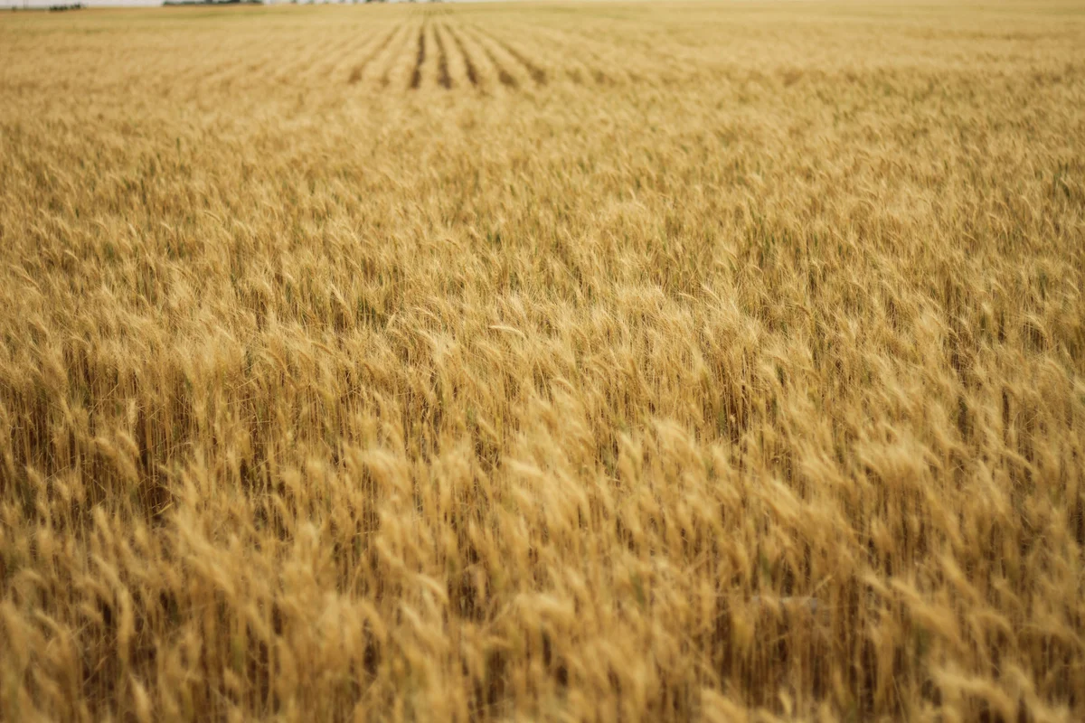 Kansas wheat field landscape representing homeschool education opportunities in the Sunflower State